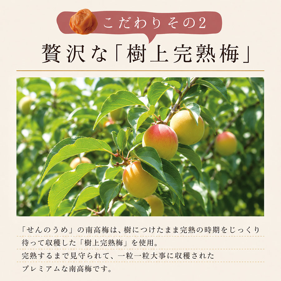 梅干し通販で人気の文左（味梅）｜紀州南高梅の美味しい梅干しをお取り寄せ