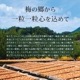 ぷちギフト 梅ワルツ(100g×3種)
