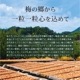 紀州完熟南高梅＜黒潮梅ギフト＞（かつお梅）