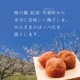 紀州完熟南高梅＜黒潮梅ギフト＞（かつお梅）