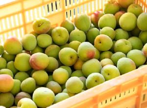 冷凍紀州南高青梅 10kg