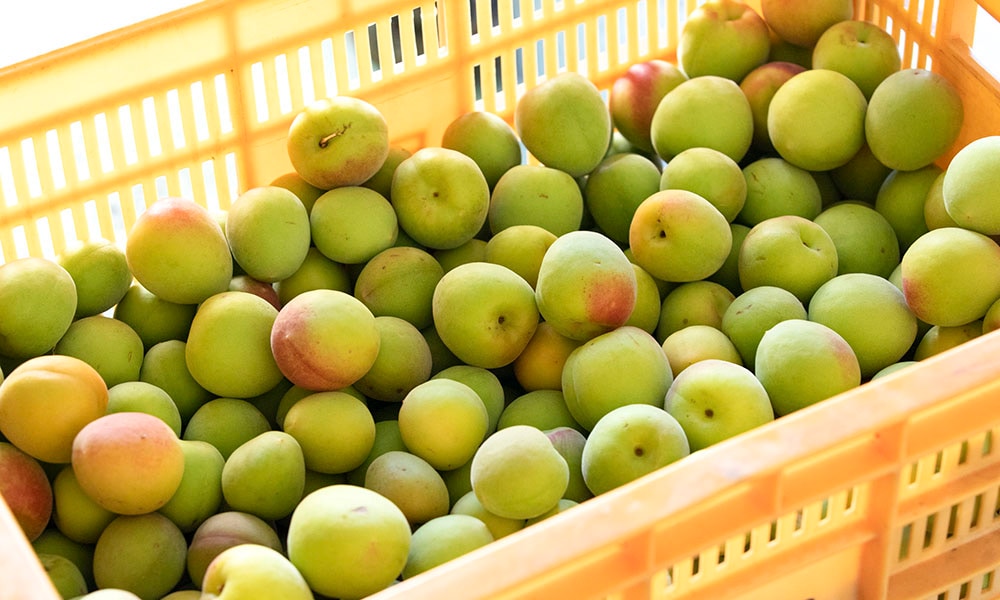 梅エキス（液） | 梅エキス | 梅干し通販の店。紀州南高梅を紀州から