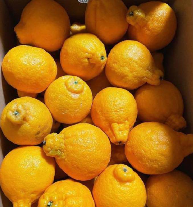 新田農園の最高級品デコポン 1級品10kg(約25個) | 旬の果物,みかん,新田農園 | 鮮菜 新田農園の最高級品デコポン 1級品10kg(約25個) | 旬の果物,みかん,新田農園 | 鮮菜