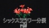 シックスフラワー ※|全商品一覧