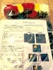 薔薇バラ プリディクション