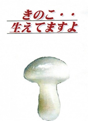 きのこ・・生えてますよ