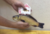 Amazing Fish! ※|全商品一覧