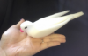 スーパーダブ|全商品一覧