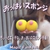 おっぱいスポンジ ※