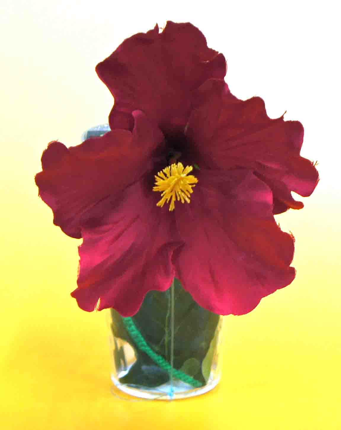 トロピカルブルーム by溝口直隆