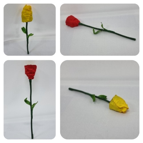 Season Rose by Salvador Sufrate