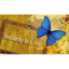 Butterfly In a Box ※|全商品一覧