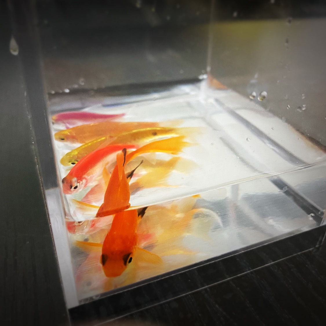 ミスティックアクアリウム ｜全商品一覧や手品グッズ揃うマジック