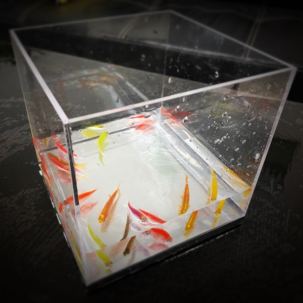 ミスティックアクアリウム