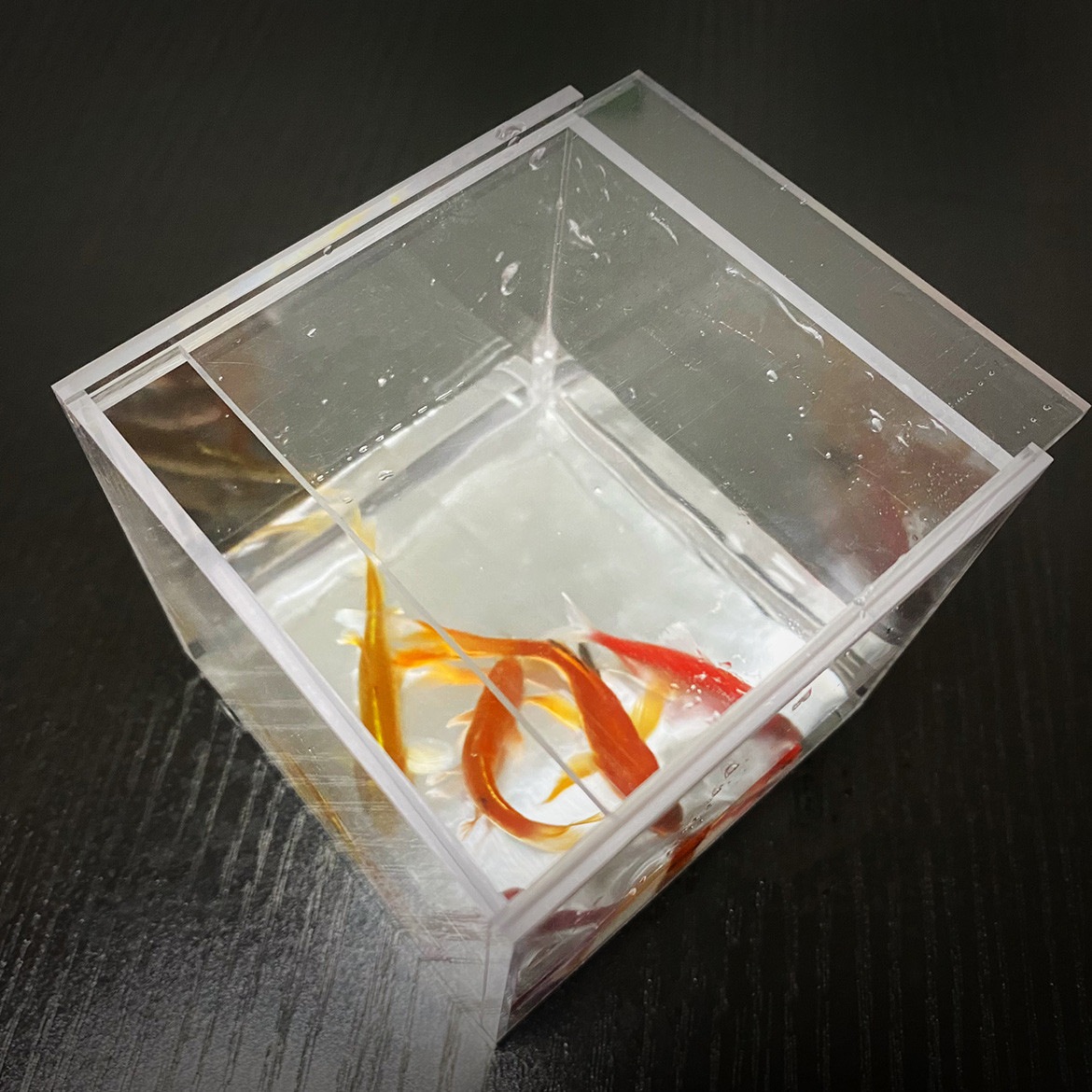 ミスティックアクアリウム