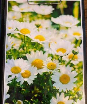 バタフライプロダクション