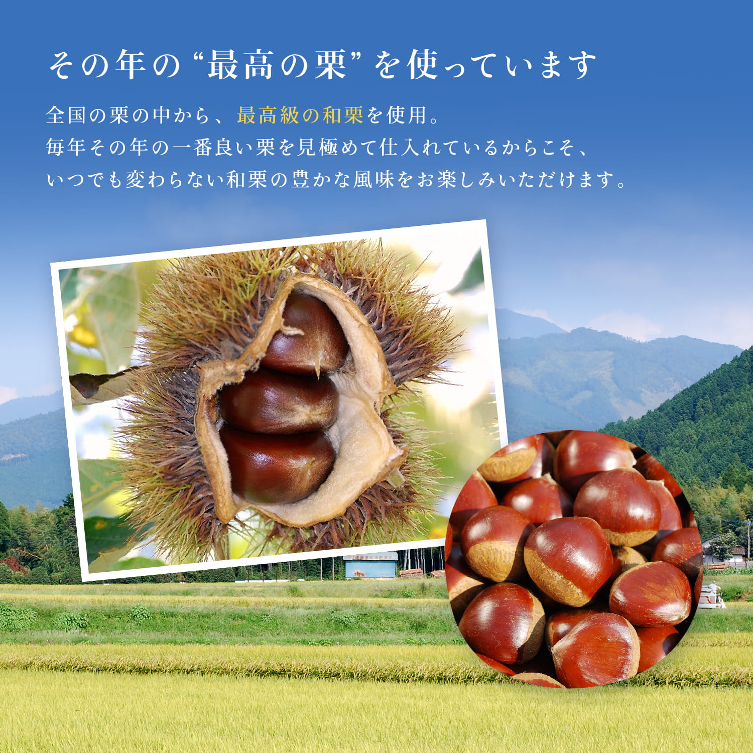 【専用木箱・専用紙袋つき】栗千本（黄金）