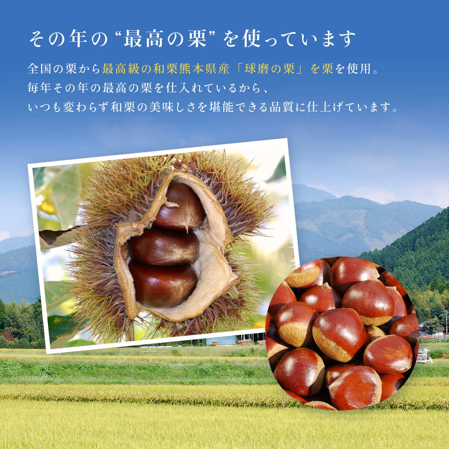 栗千本（黄金） 箔押しパッケージ 【紙袋付き】