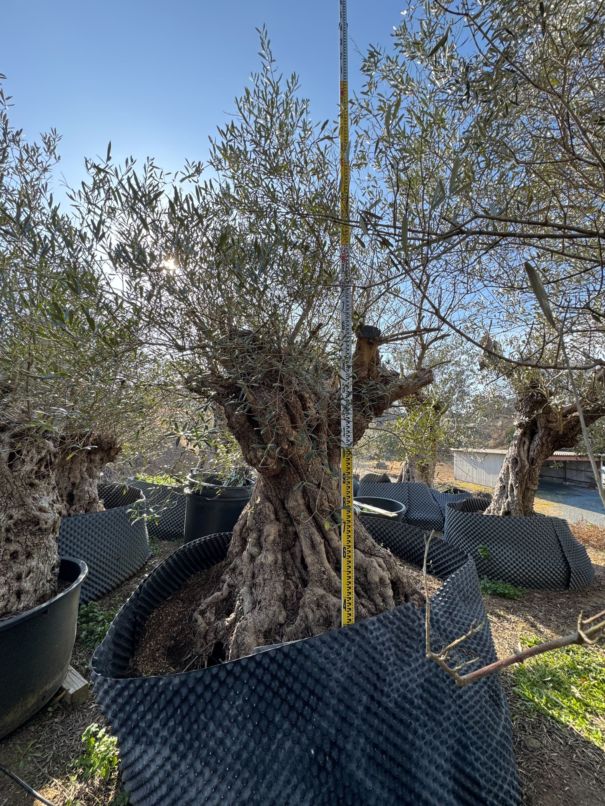 オリーブ古木　レチン　No.6