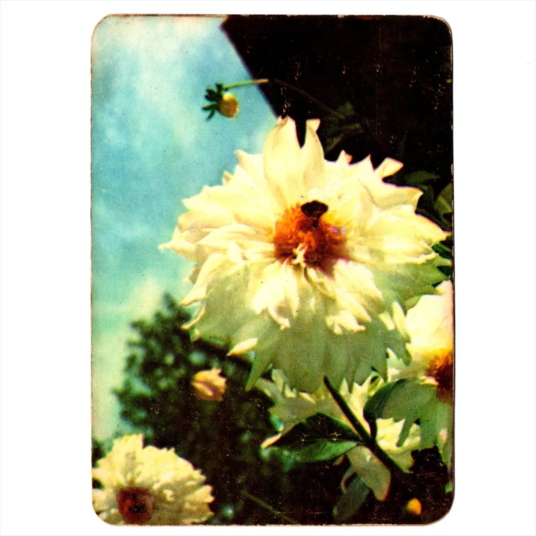 中国 昔のカレンダー カード 1975年 04 芍薬 コレクション