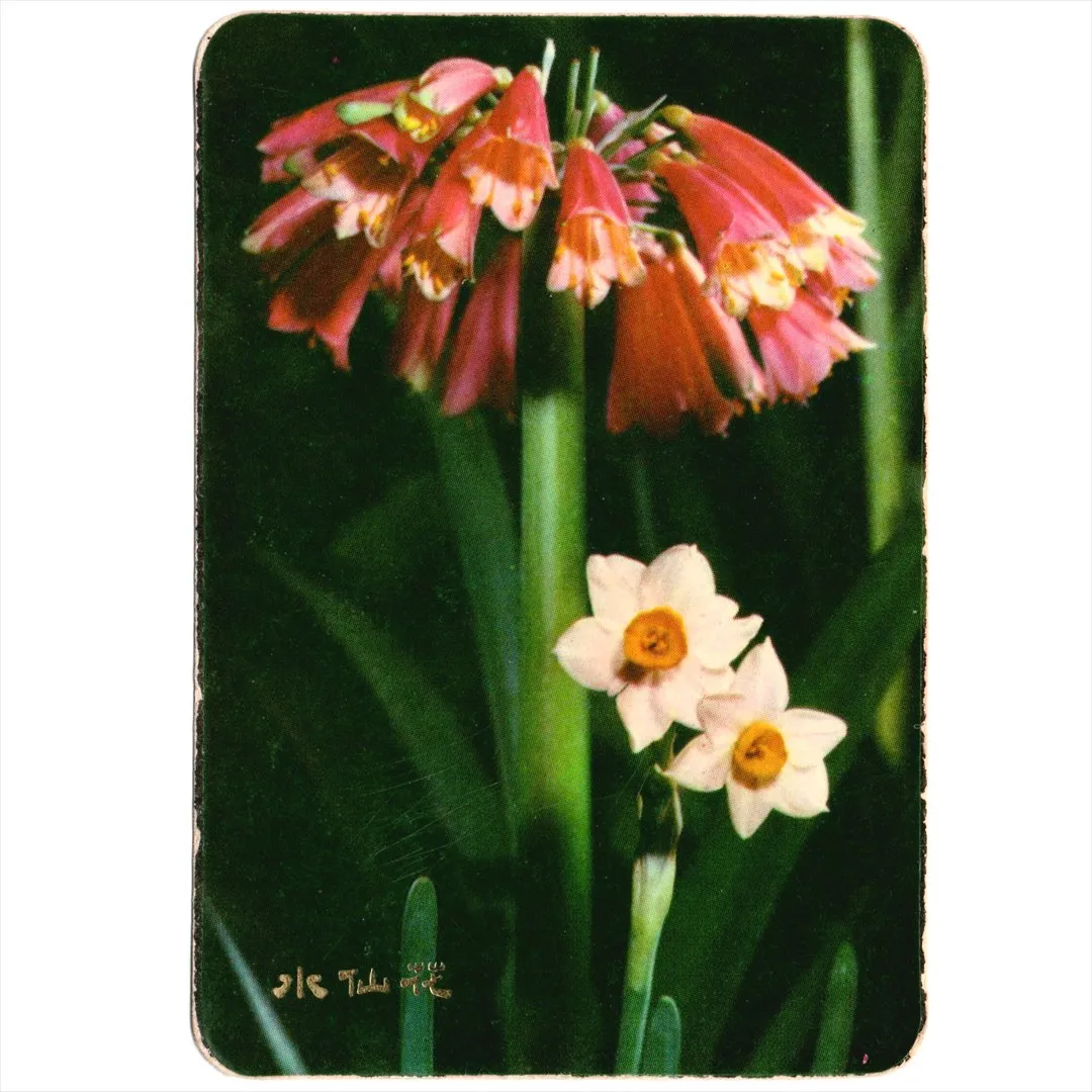 中国 昔のカレンダー カード 1976年 03 水仙花 コレクション
