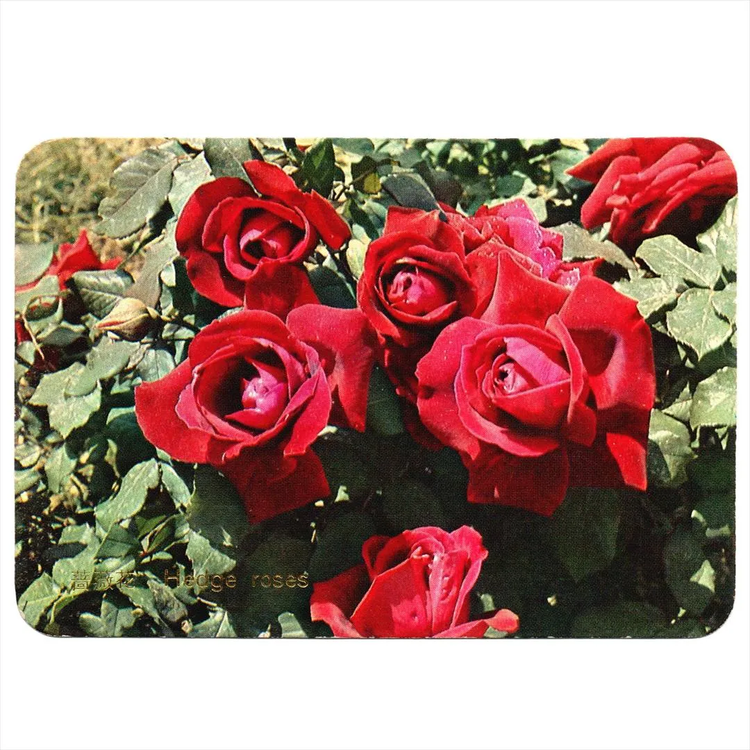 中国 昔のカレンダー カード 1977年 05 薔薇花 中国出口商品包装総公司 コレクション