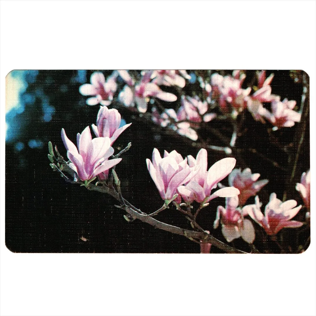 中国 昔のカレンダー カード 1981年 02 木蓮 コレクション