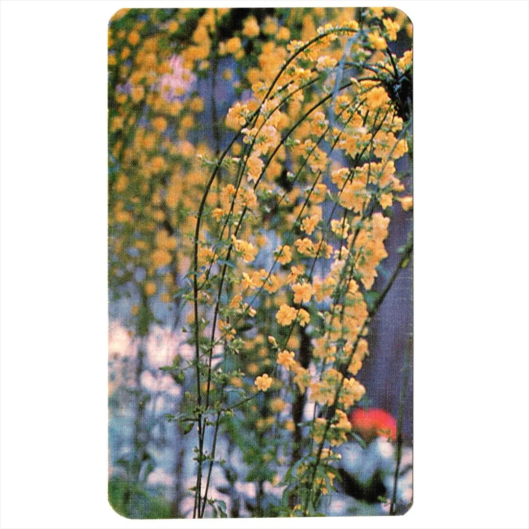 中国 昔のカレンダー カード 1981年 04 黄色いしだれ花 コレクション