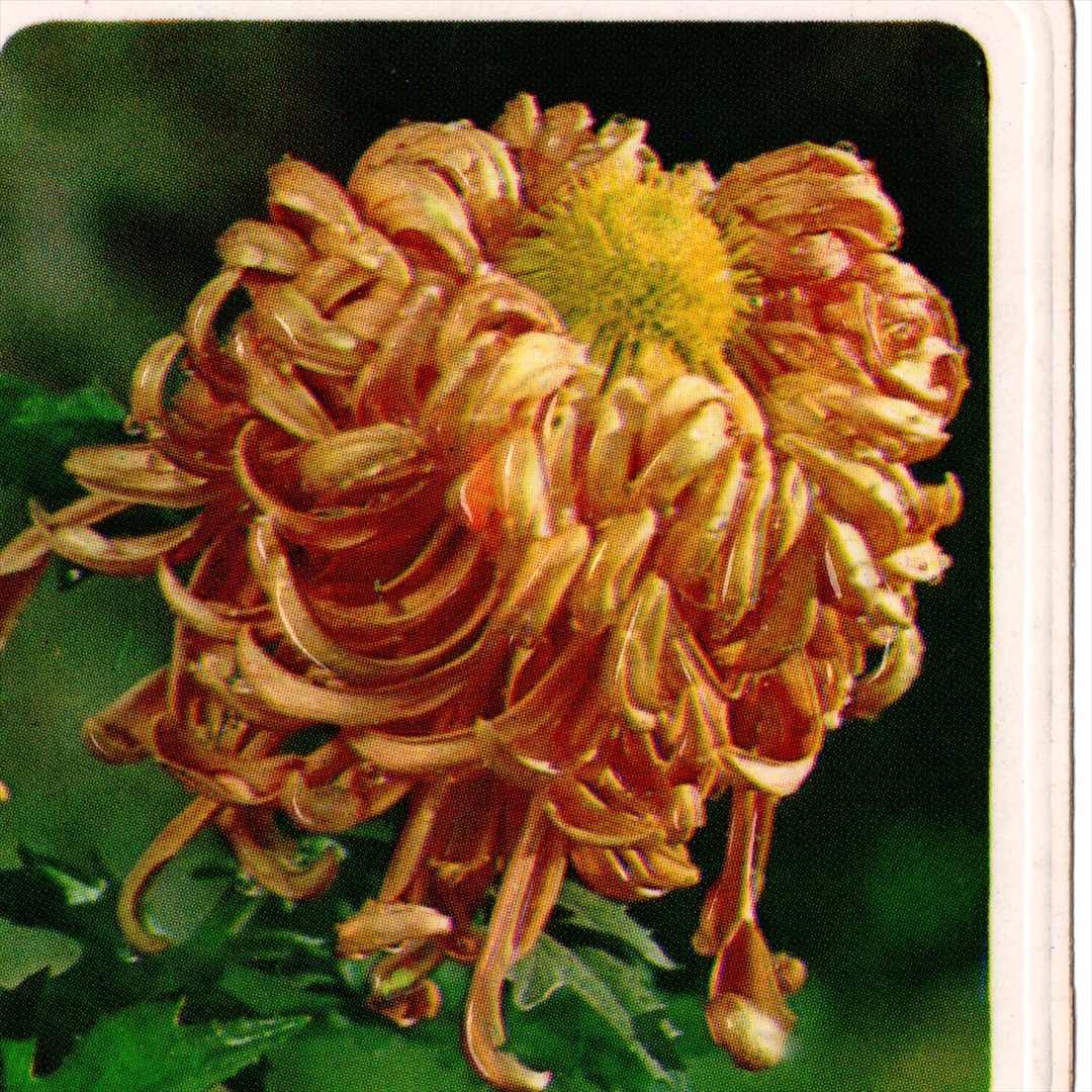 中国 昔のカレンダー カード 1983年 01 菊 上海人民美術出版社