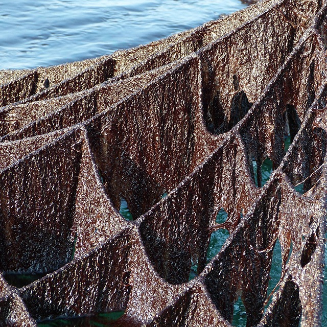 初摘み生のり佃煮