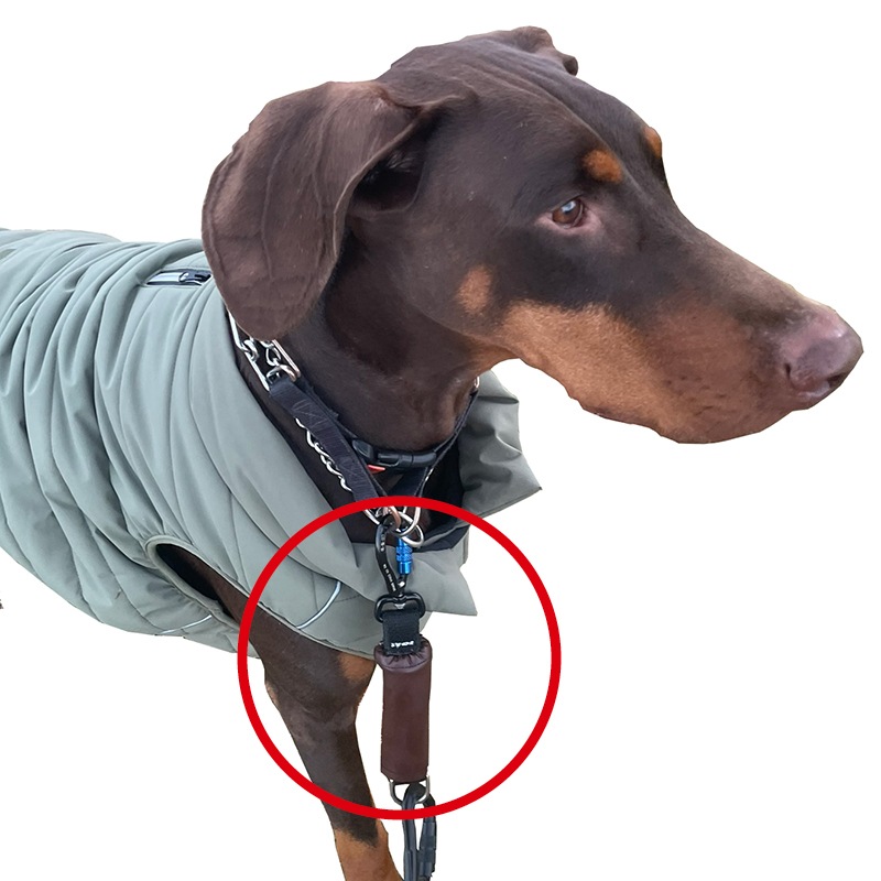 DOG THINK 