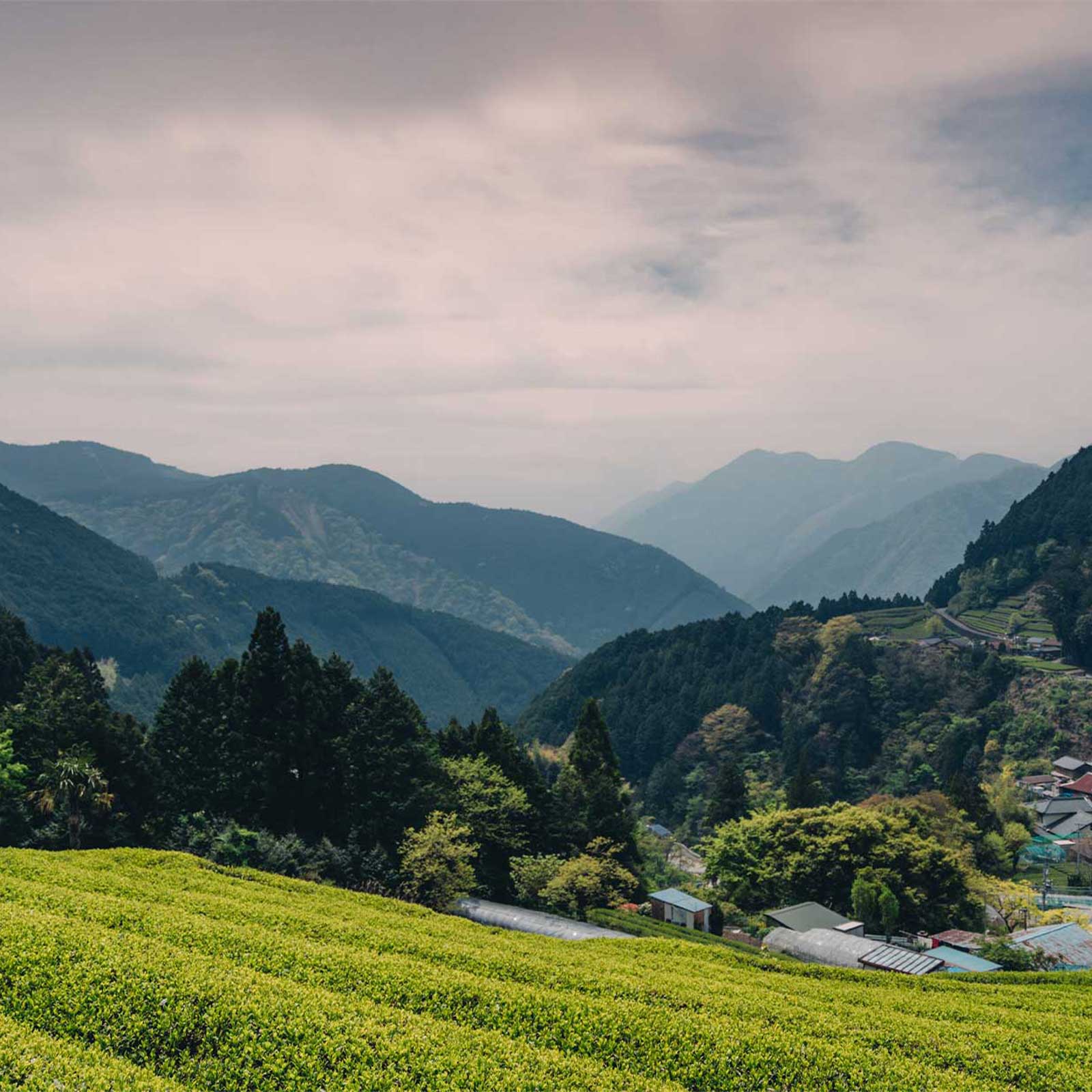 TeaRoom×Sghr:本山大河内産 2025年新茶(ティーバッグ)・ユノミグラス 蓋付き (S) ペア GIFT