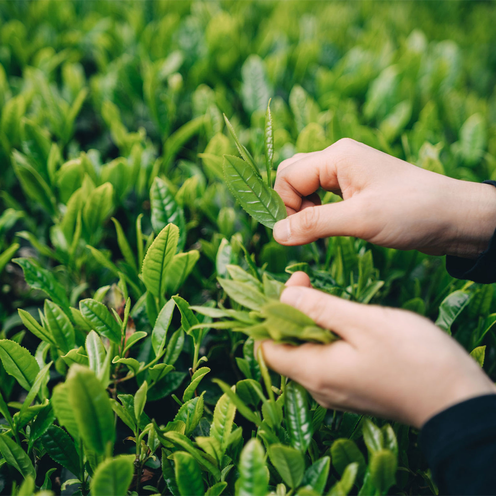 TeaRoom×Sghr:本山大河内産 2025年新茶(ティーバッグ)・ユノミグラス 蓋付き (S) ペア GIFT