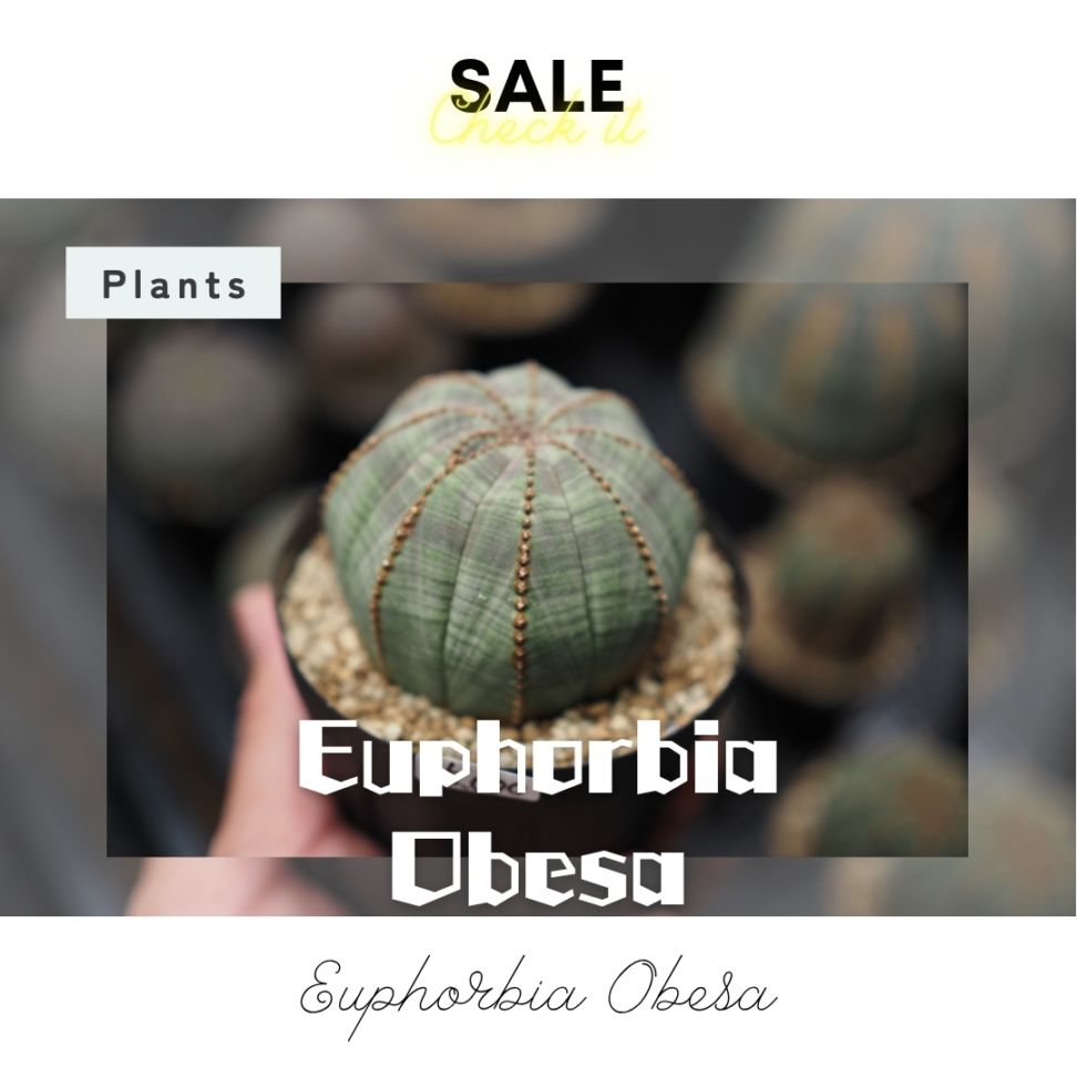 【美形美稜オベサ】大きめ中株 輸入株 ユーフォルビア・オベサ