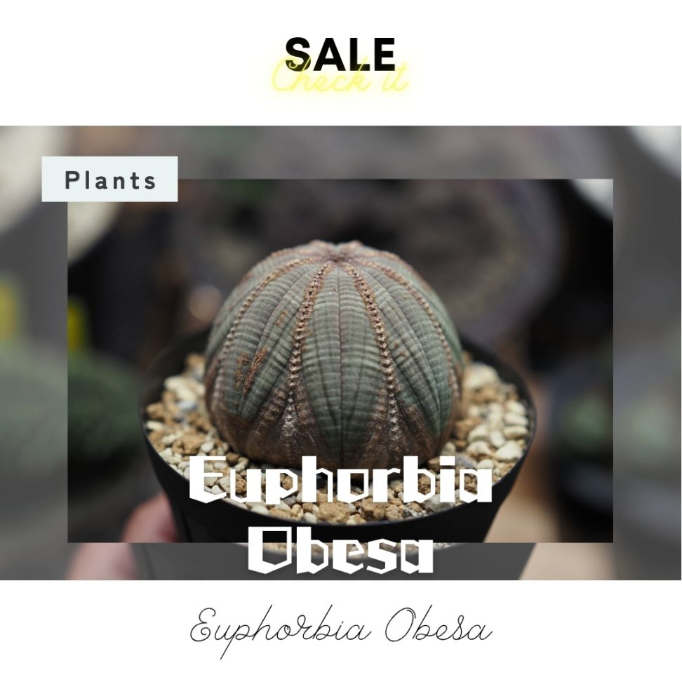Euphorbia Obesa (ユーフォルビア・オベサ) | SHAKATIMER
