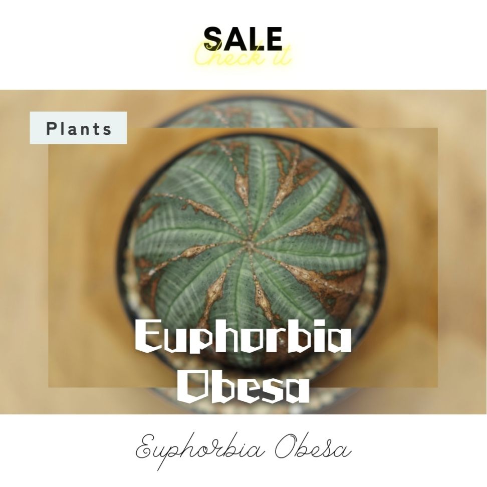 トルネード扁平オベサ】 メス株♀ 迫力あり 輸入株