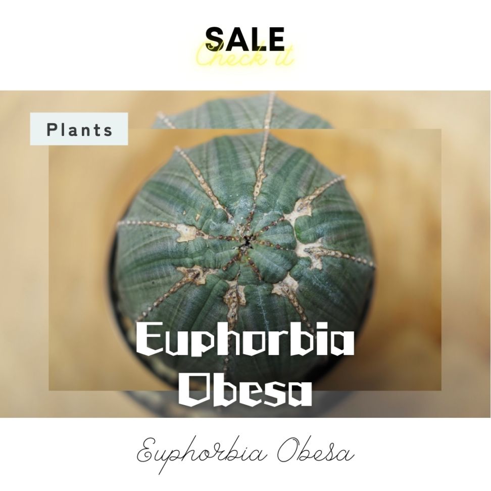 Euphorbia Obesa (ユーフォルビア・オベサ),綴化・モンスト