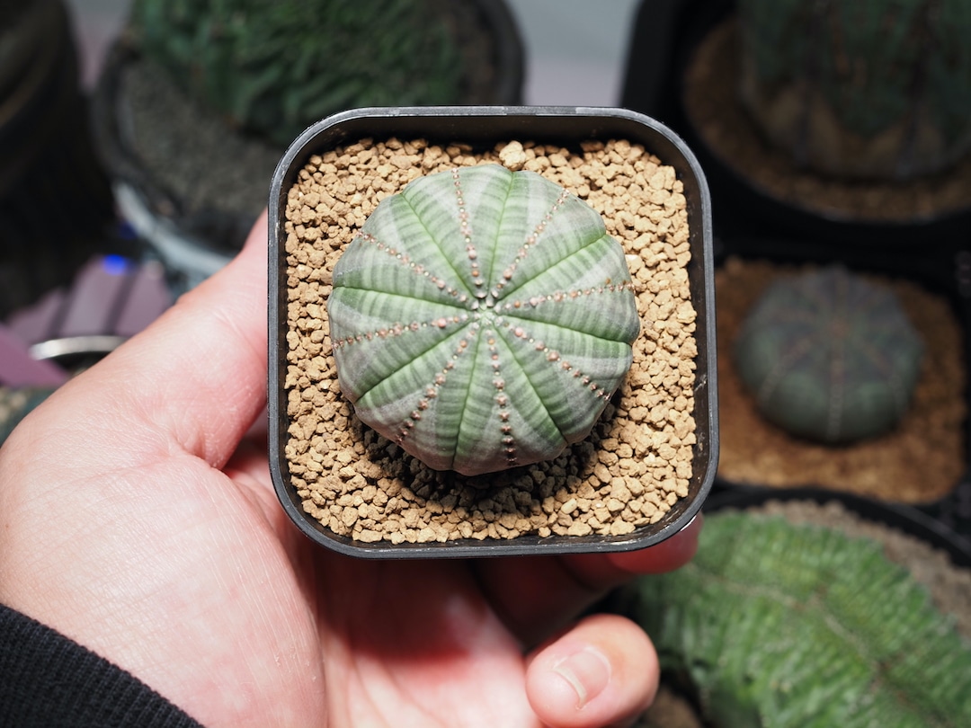 SHAKATIMER Seeding 】シャカタイマー実生 | Euphorbia Obesa