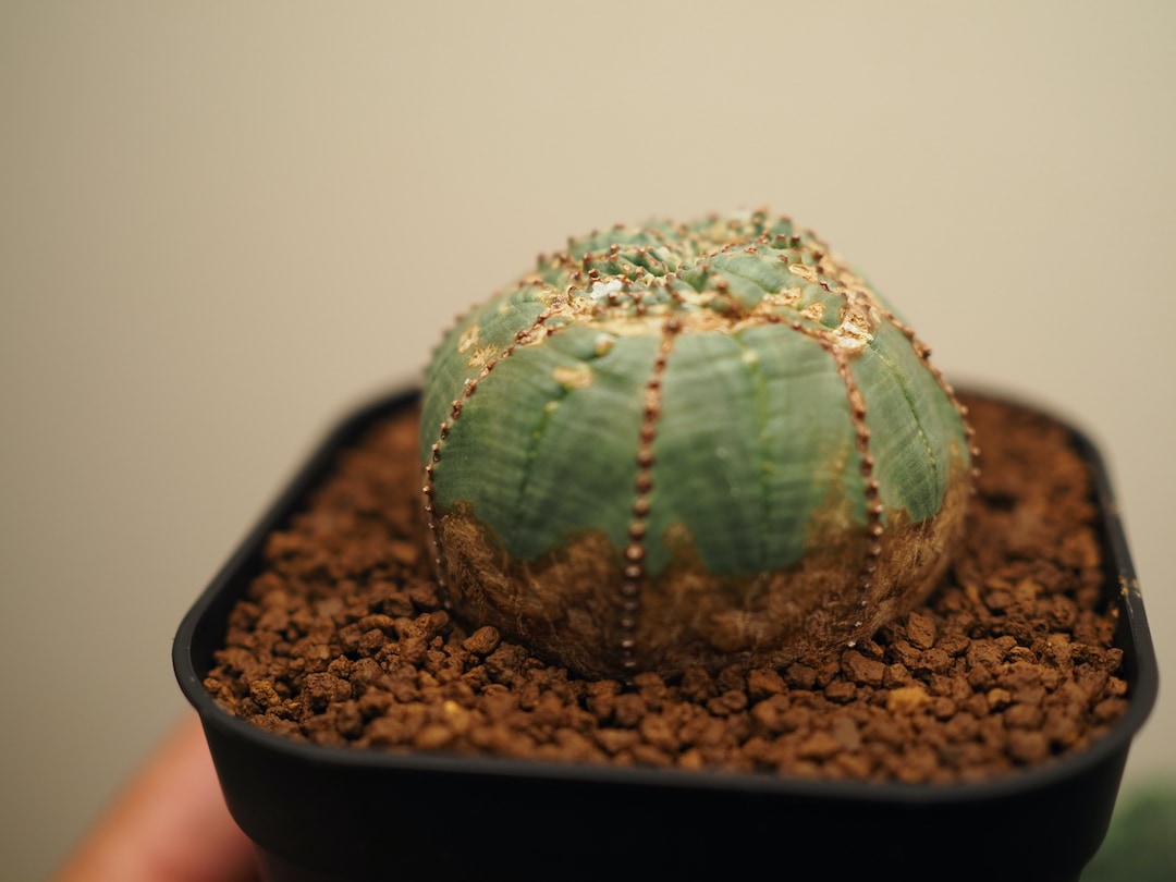 元　ユーフォルビア　オベサ　綴化　モンスト ちょいモンスト(綴化)が見えるユーフォルビア・オベサ 大切の育てた