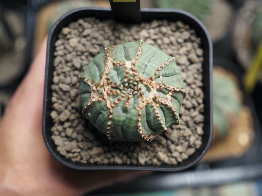 【モンストオベサ】  輸入株 ユーフォルビア・オベサ