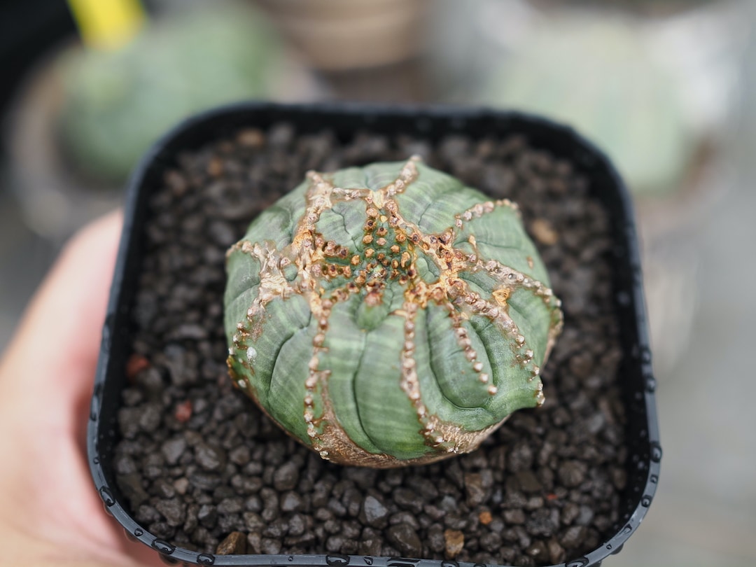 モンストオベサ】 輸入株 ユーフォルビア・オベサ | Euphorbia Obesa