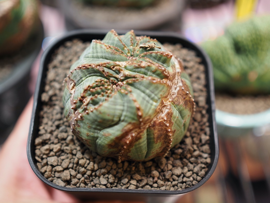 【モンストオベサ】 分頭成長 輸入株 ユーフォルビア・オベサ