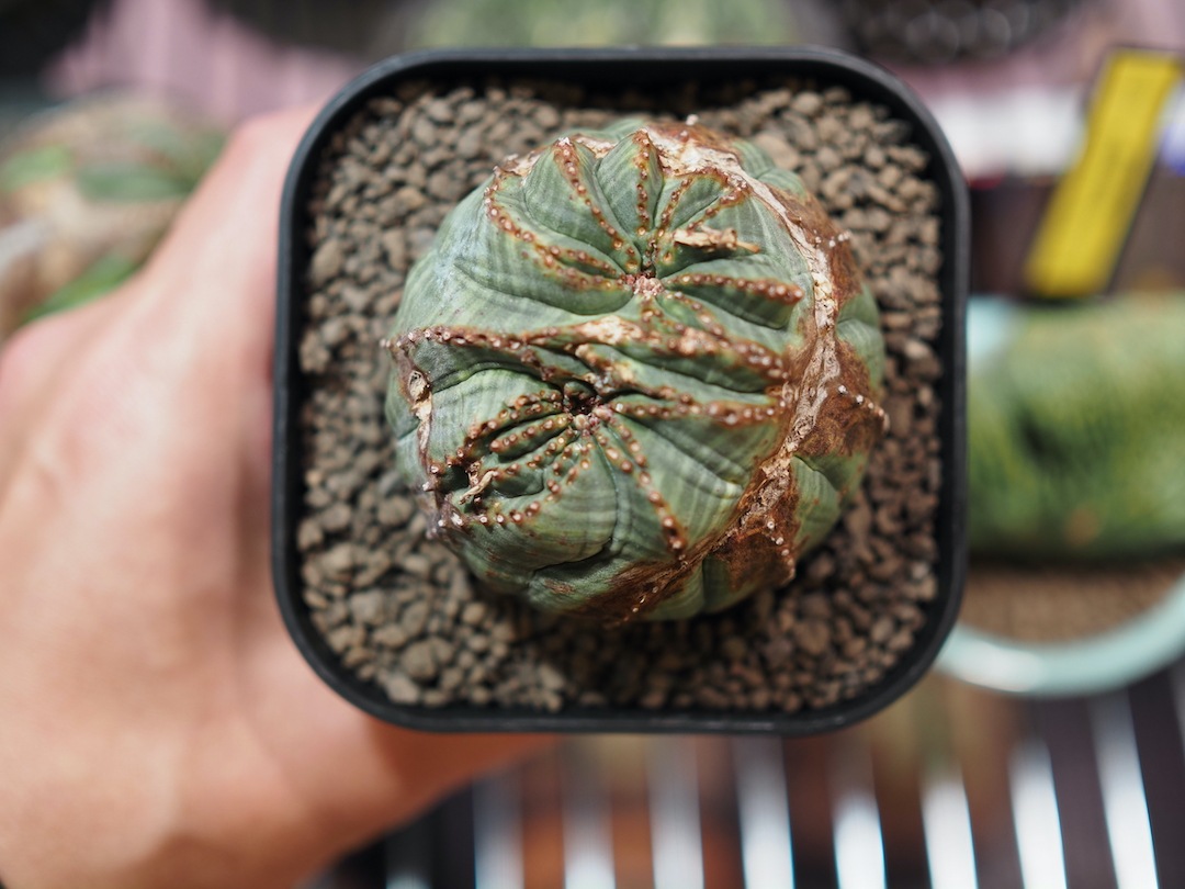 【モンストオベサ】 分頭成長 輸入株 ユーフォルビア・オベサ