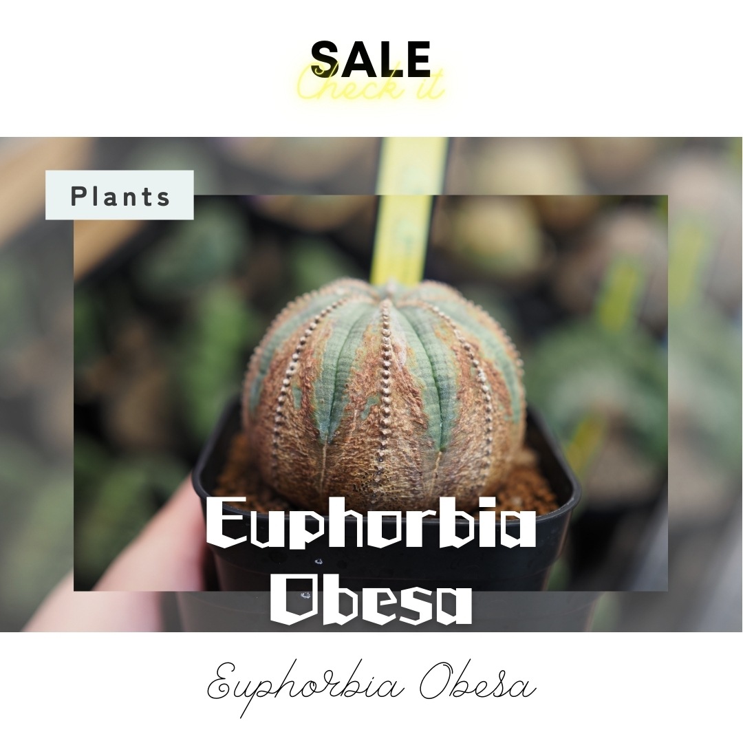 【木質化美模様】  輸入株 ユーフォルビア・オベサ