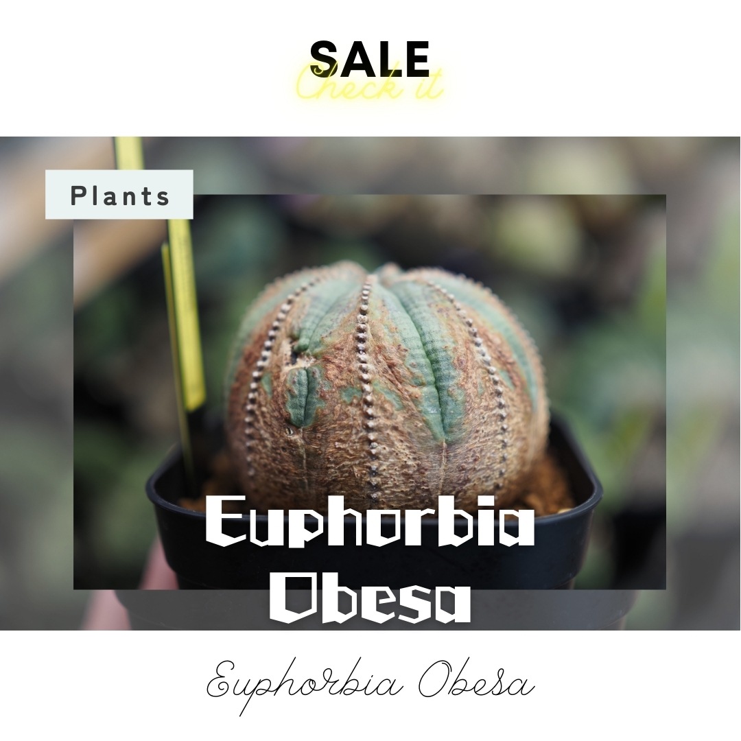 【木質化美模様】  輸入株 ユーフォルビア・オベサ