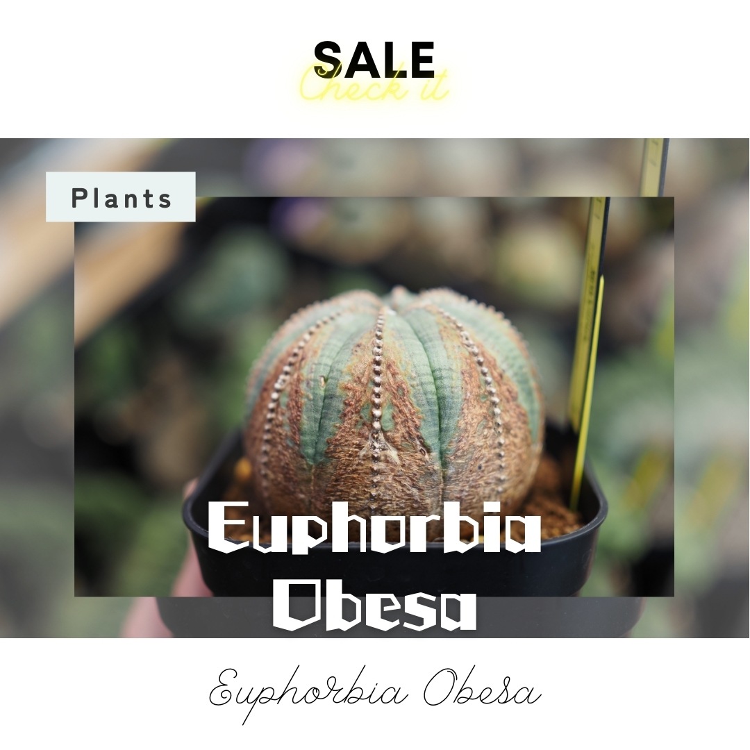 【木質化美模様】  輸入株 ユーフォルビア・オベサ