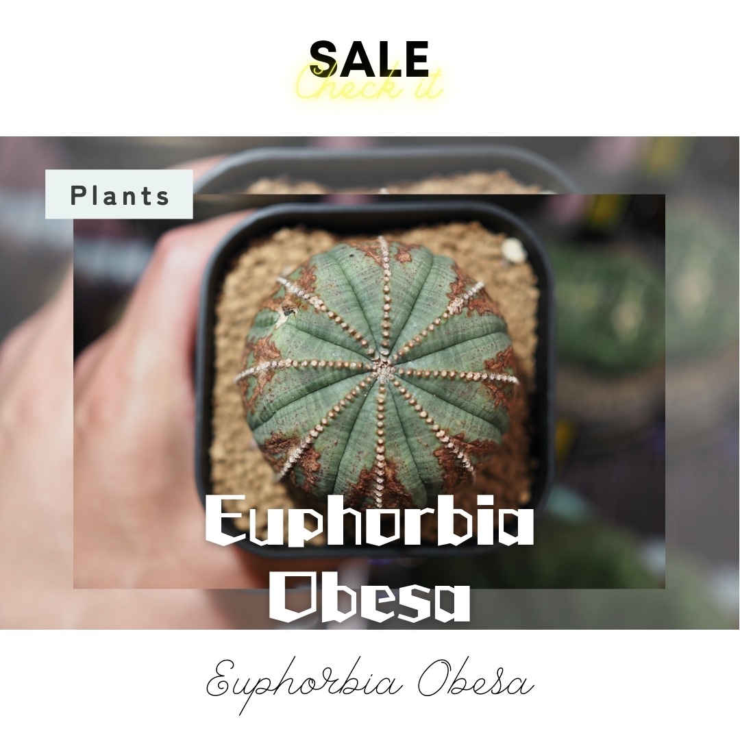 【木質化美模様】  輸入株 ユーフォルビア・オベサ