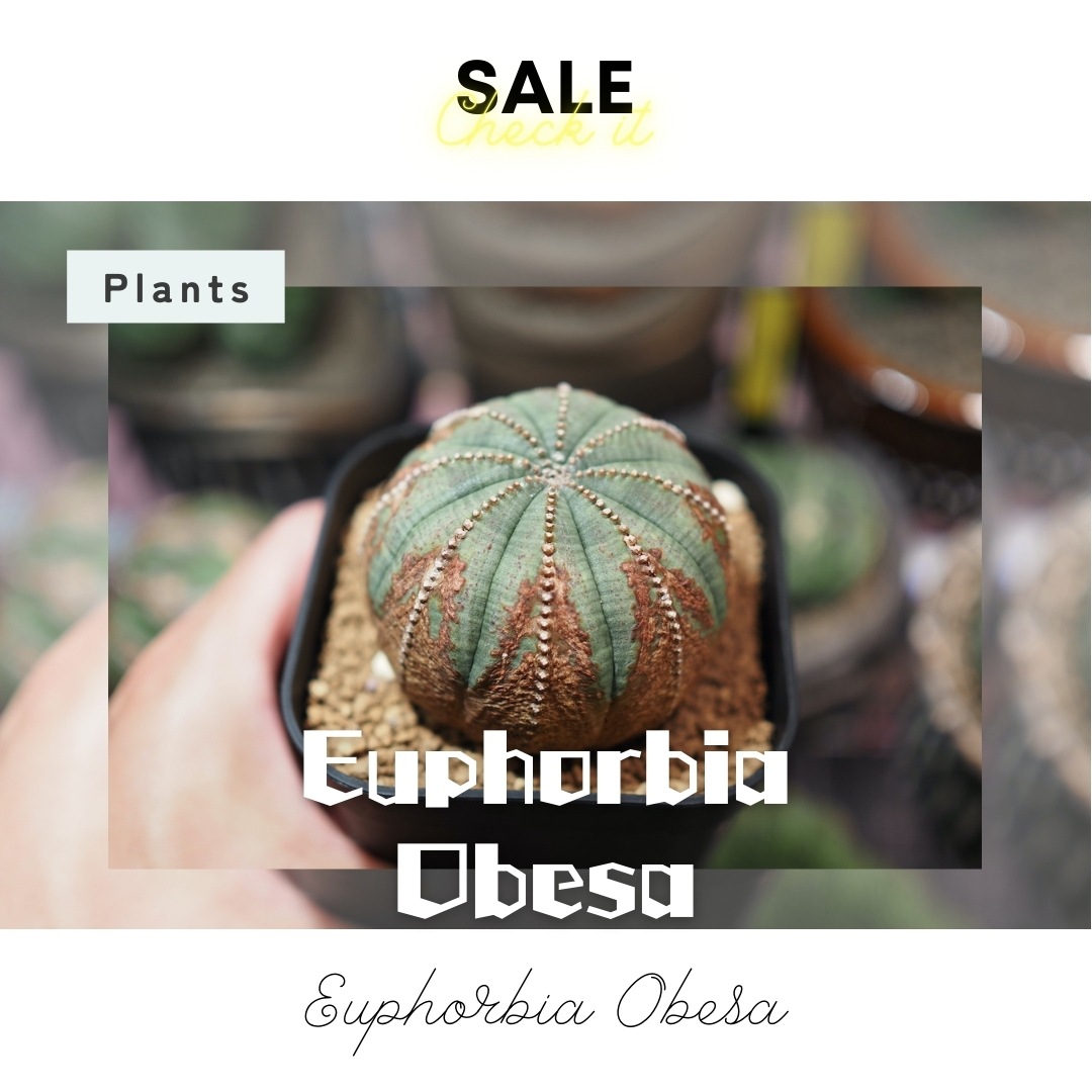 【木質化美模様】  輸入株 ユーフォルビア・オベサ