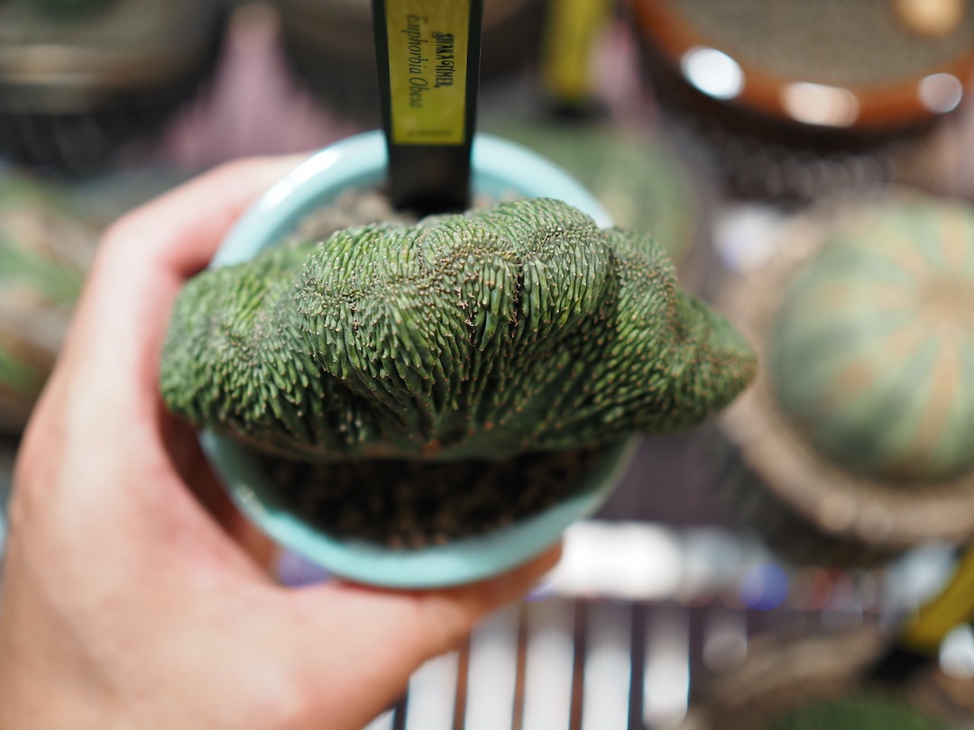 【扇綴化】  陶器鉢付 輸入株 ユーフォルビア・オベサ