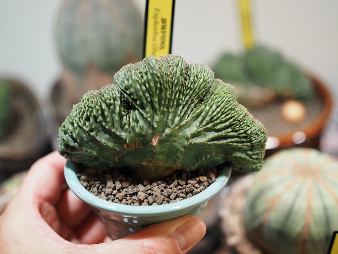 【扇綴化】  陶器鉢付 輸入株 ユーフォルビア・オベサ